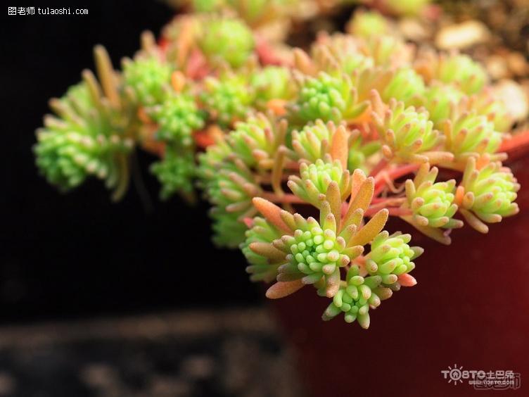 多肉植物种植 多肉植物种植方法