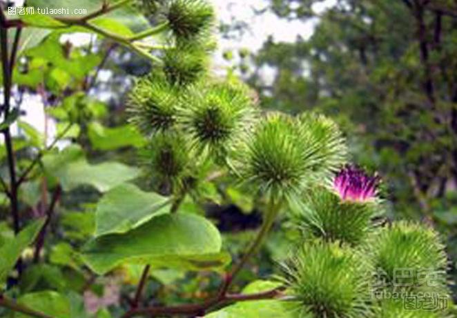 牛蒡子种植技术