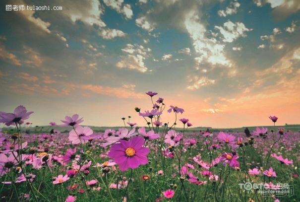 格桑花花语