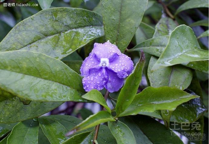 茉莉花花期