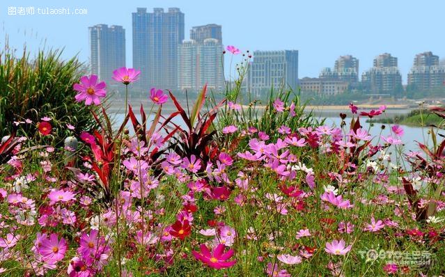 格桑花花语