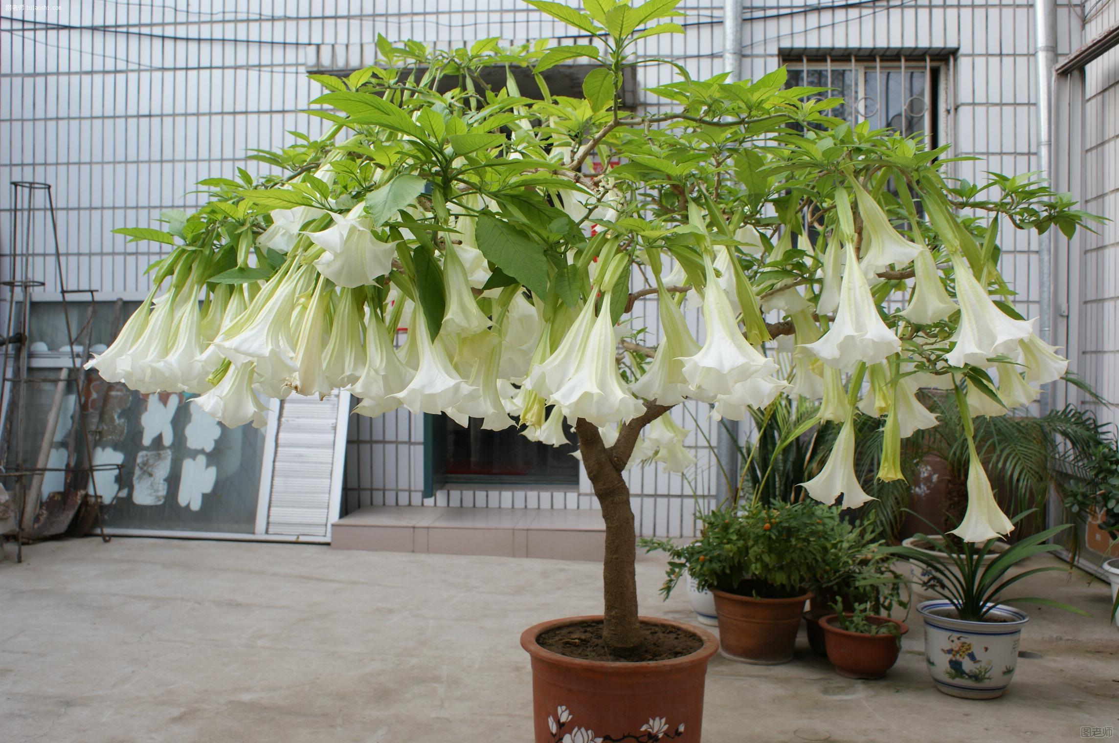 曼陀罗花的风水作用 曼陀罗花能放家里吗