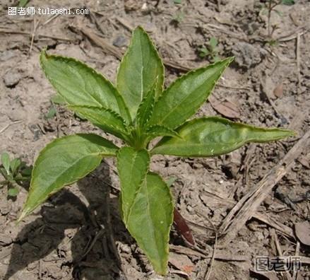 【凤仙花】凤仙花图片 凤仙花的生长过程(全程解说)