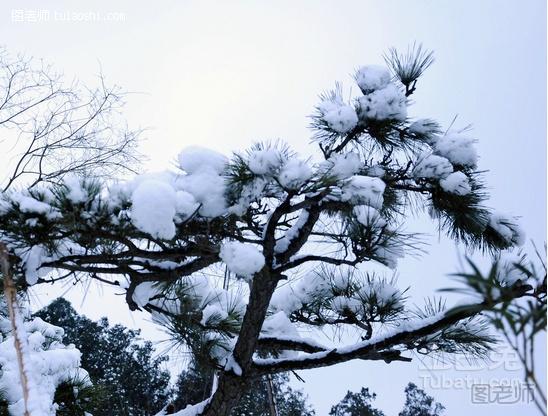 雪松的作用