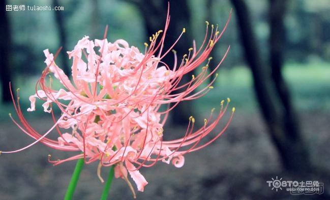 彼岸花花语