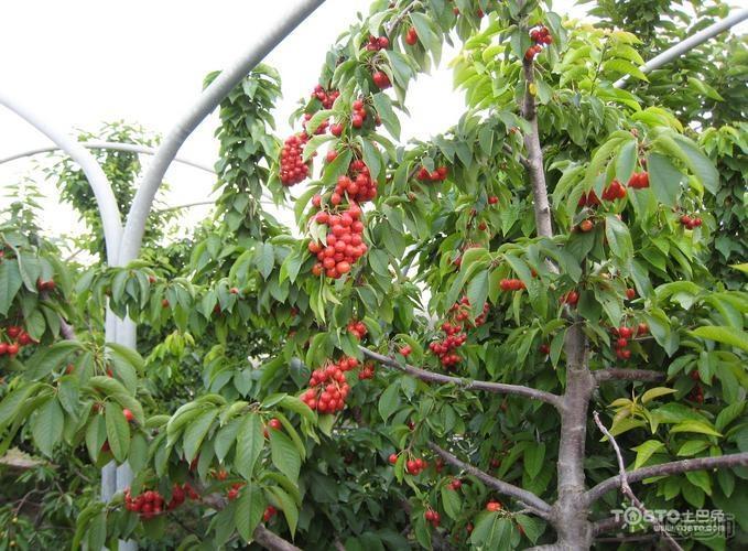 樱桃树种植技术 樱桃树种植注意事项