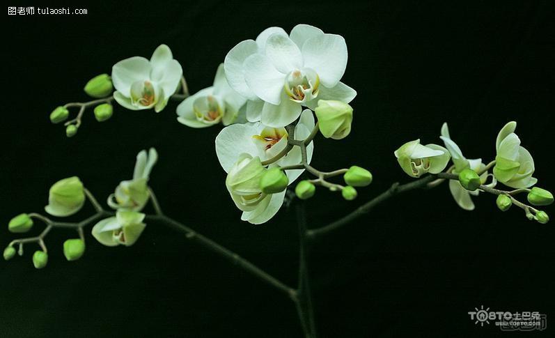 花中君子是什么花