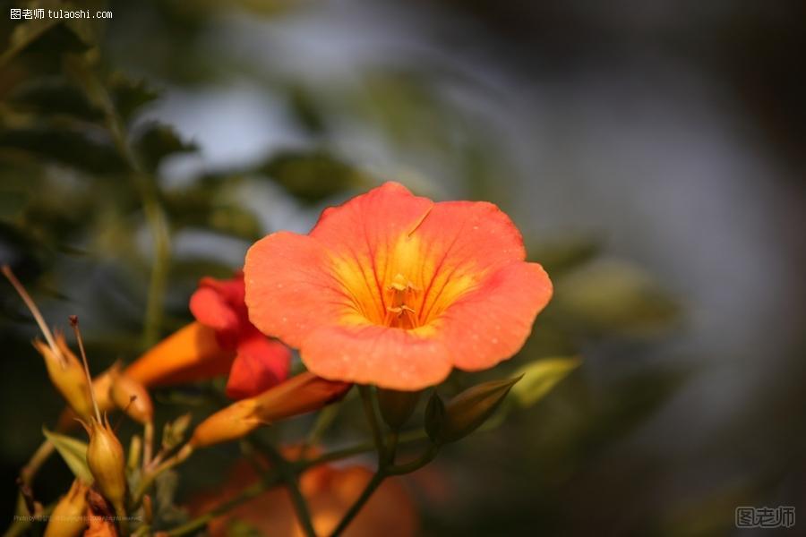 凌霄花的养殖方法 教你怎么种植凌霄花