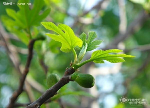 无花果的养殖方法 观叶观果需注意七要点