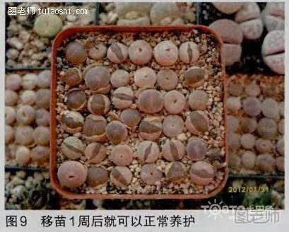 生石花播种全过程 最详细播种方法