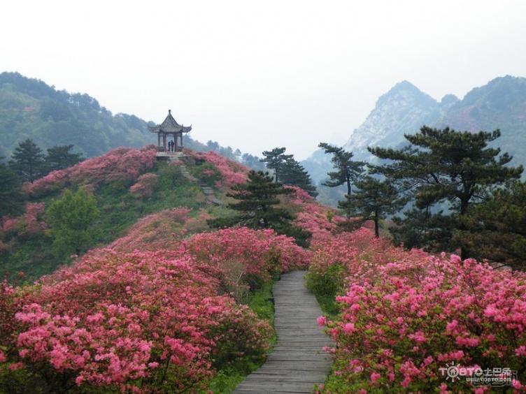 麻城杜鹃花 麻城杜鹃花什么时候开