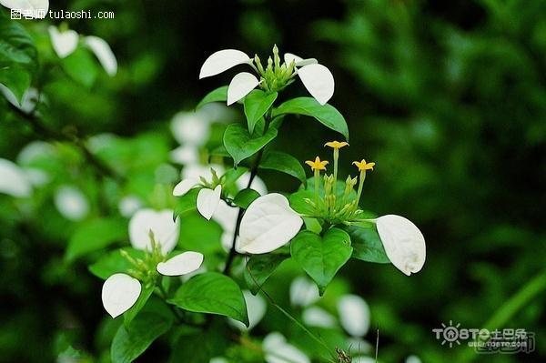 玉叶金花的繁殖方法 门外汉也能一学就会