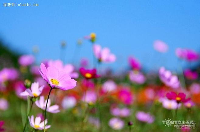 格桑花花语和传说