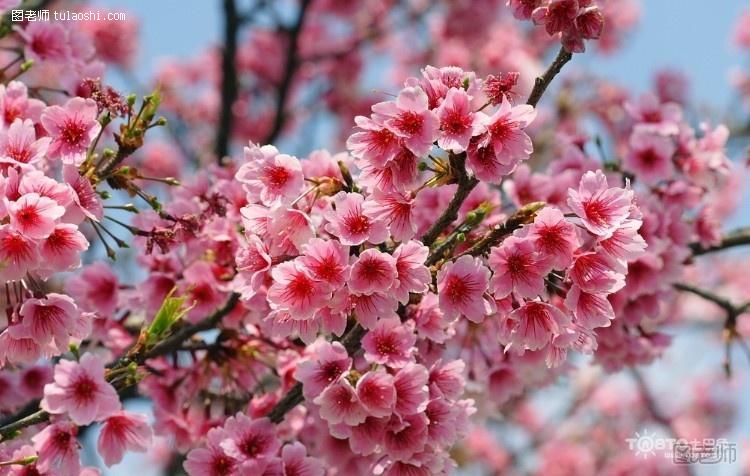 樱花什么时候开花? 不同品种樱花开花时间集锦