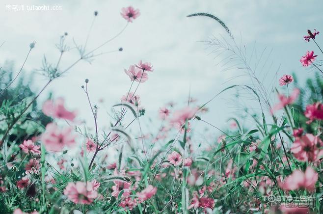 格桑花花语和传说