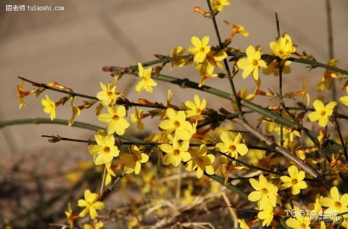 迎春花是什么颜色的 迎春花的特点