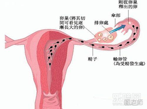 输卵管堵塞还能排卵吗