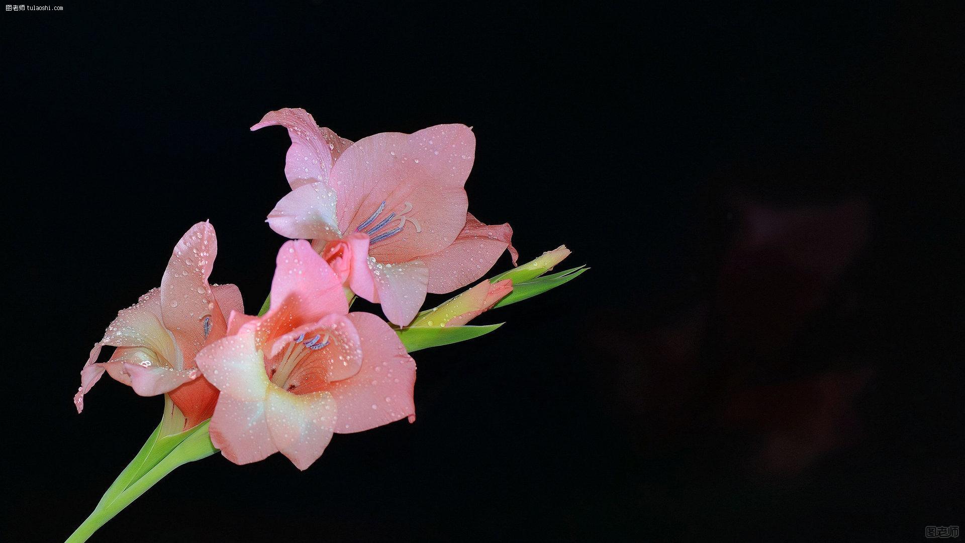 唐菖蒲（剑兰）花高清图片