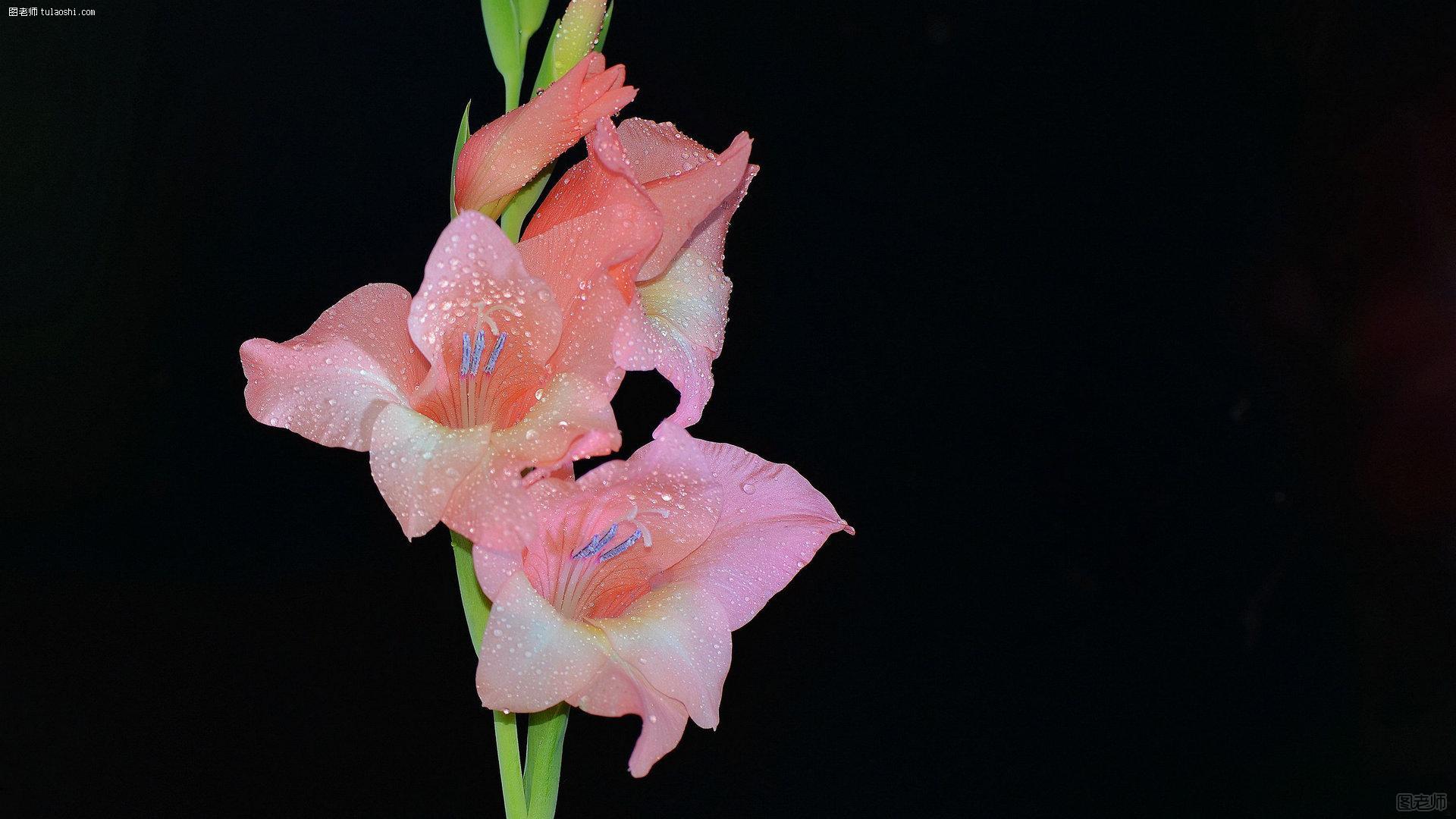 唐菖蒲（剑兰）花高清图片