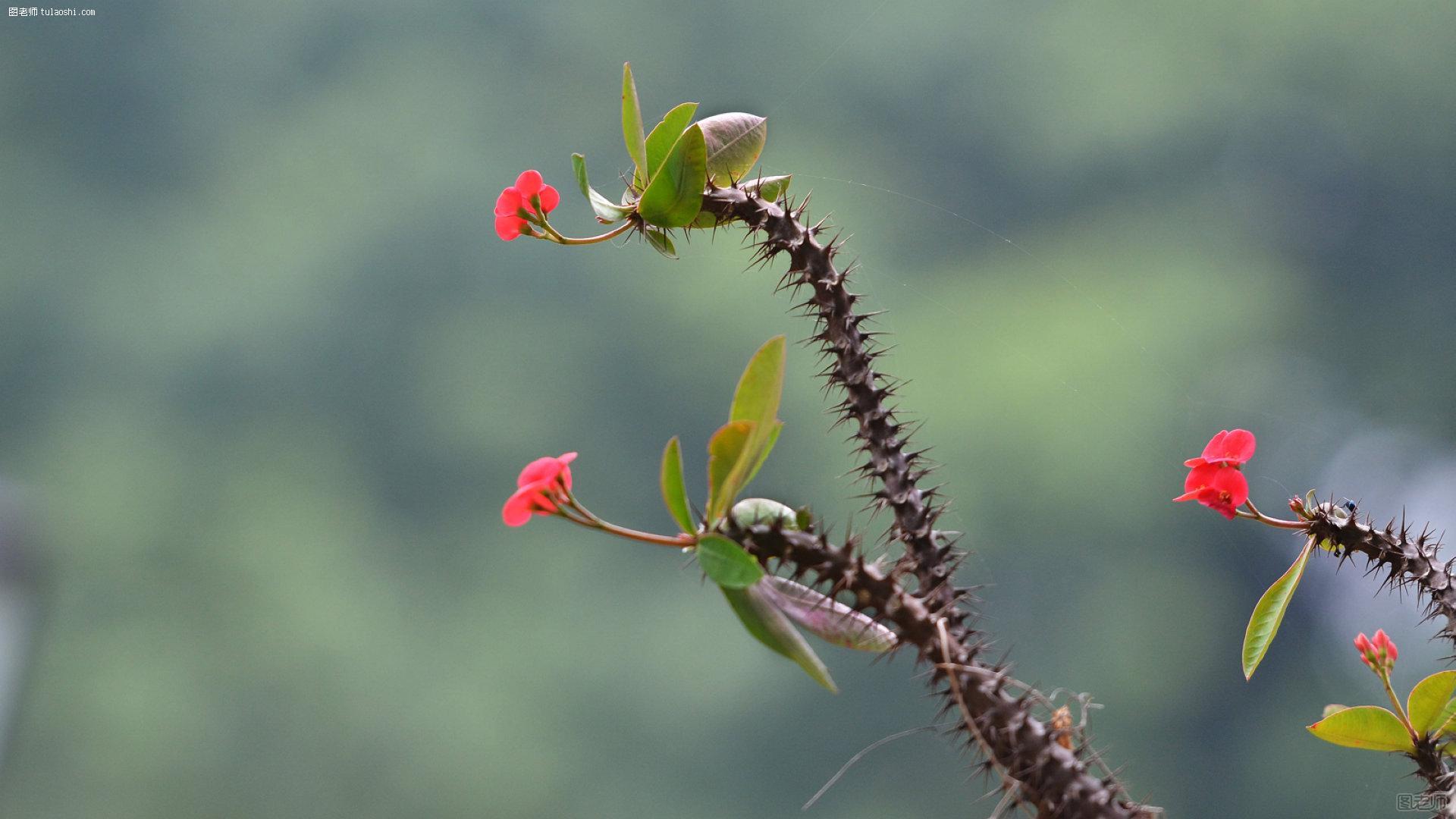 虎刺梅壁纸