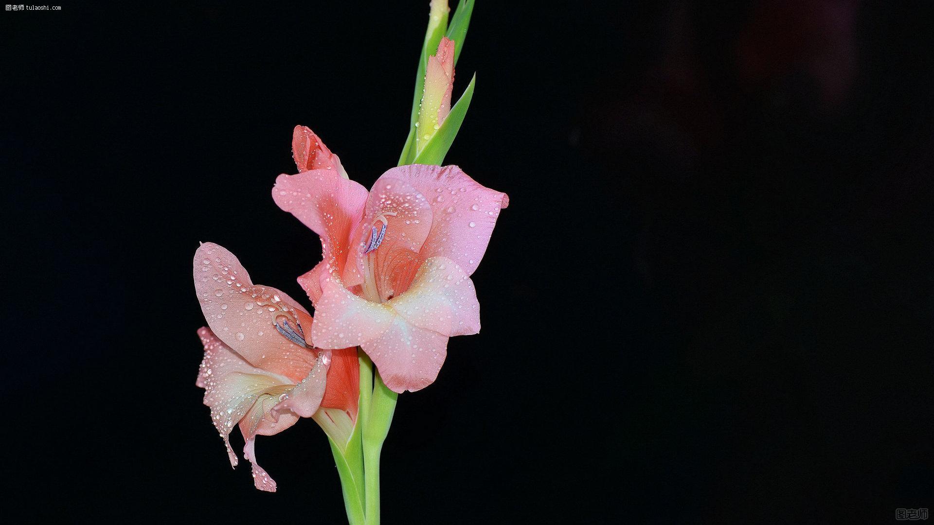 唐菖蒲（剑兰）花高清图片