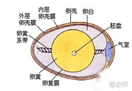 生活常识【图】 怎样识别新鲜鸡蛋