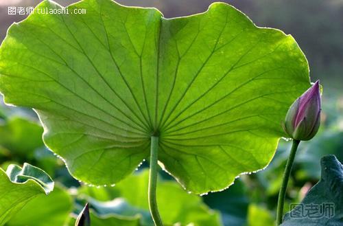 减肥瘦身方法【图文】 怎样自制荷叶减肥茶 