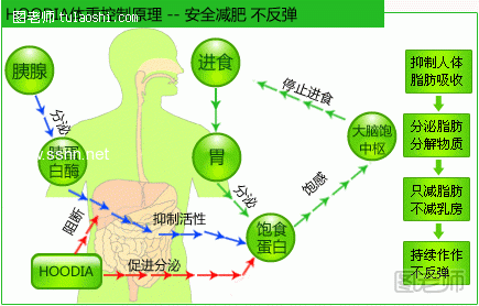 最佳的减肥方法 蝴蝶亚仙人掌减肥药的作用原理 