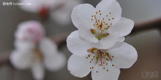 杏花的花语是什么 娇羞与疑惑