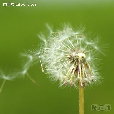 蒲公英花语是什么 停不下来的爱