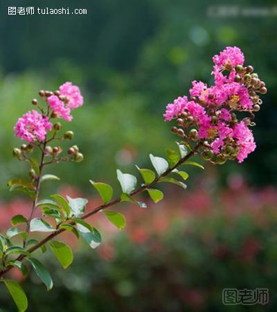 紫薇的种植方法 分为播种种植和扦插种植