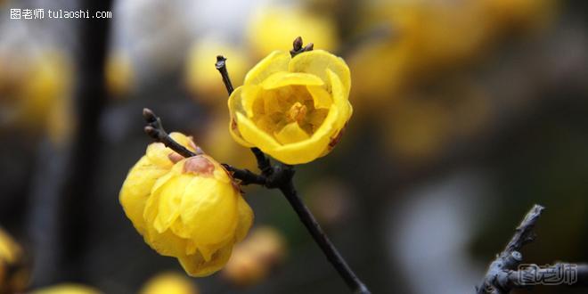 腊梅花花语是什么 百花之先独天下而春