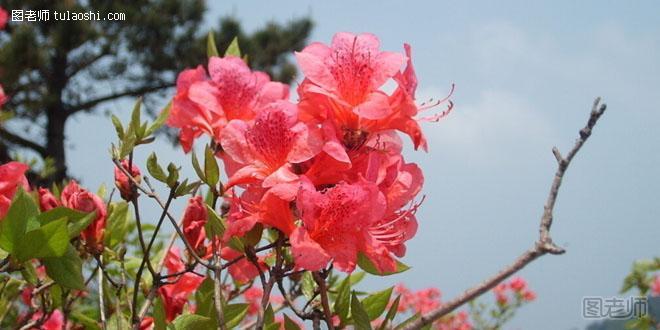 杜鹃花的花语是什么 永远只属于你的浪漫