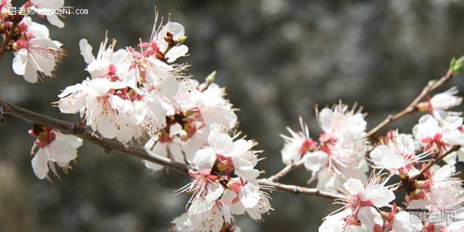 杏花的花语是什么 娇羞与疑惑