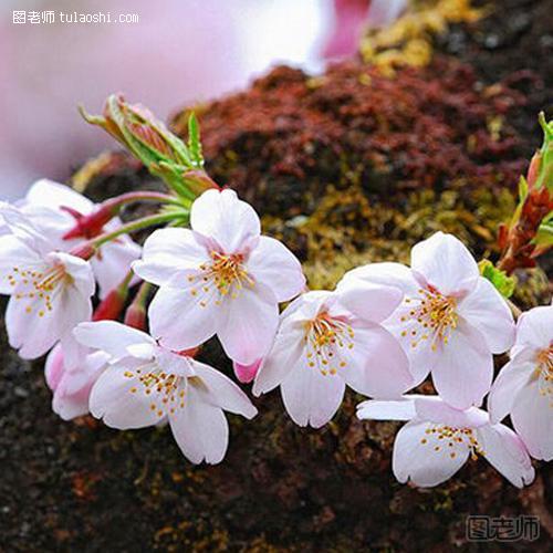 樱花的花语是什么 一生一世永不放弃