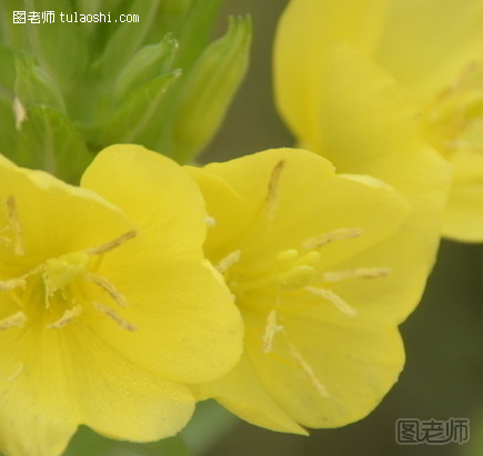 室内不宜摆放的植物 教你哪些植物不宜放在室内