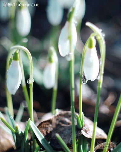 雪滴花的花语是什么 勇往直前的力量