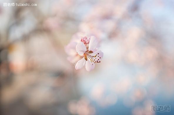 春季摄影七招巧拍树上花 脚本之家