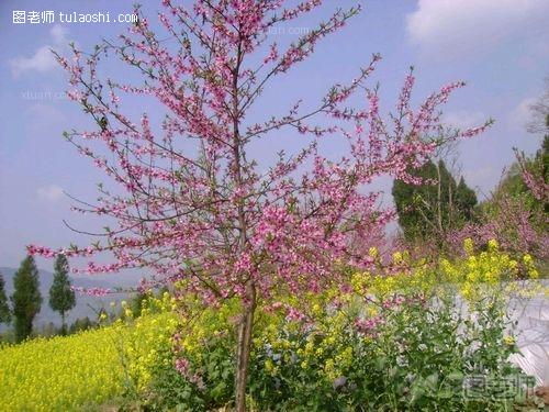 【庭院风水】农村庭院风水植物有哪些