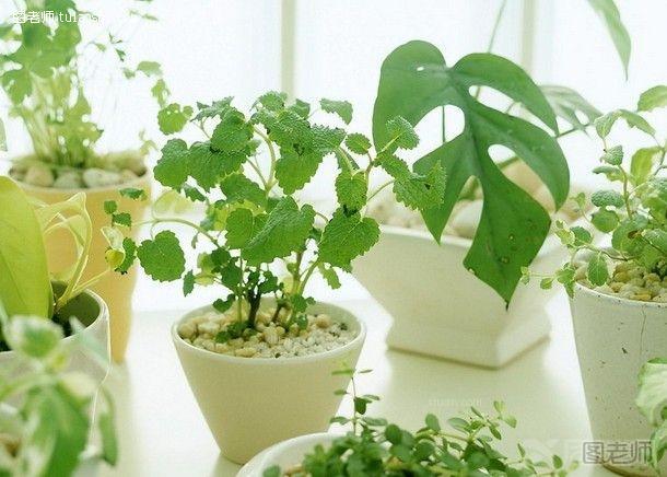 家居植物效果图