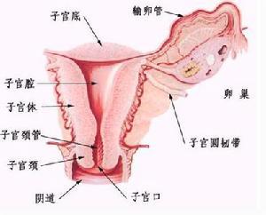 子宫壁薄会导致不孕吗