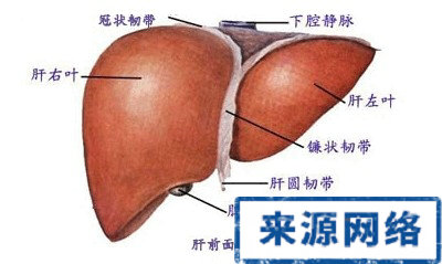 乙肝小三阳饮食注意事项|乙肝食疗偏方有哪些