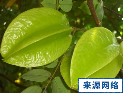 尿毒症患者不能吃哪些水果|尿毒症患者不宜食