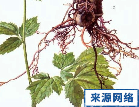 中医治口臭的方法|中医治口臭疾病有什么方法