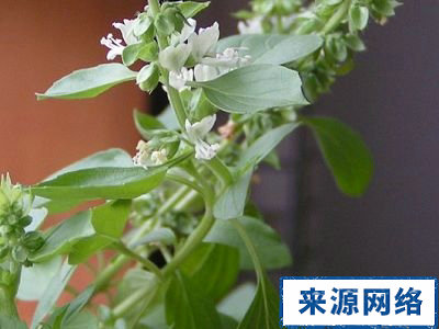 口苦口臭要怎么治疗|生活中治疗口臭的方法