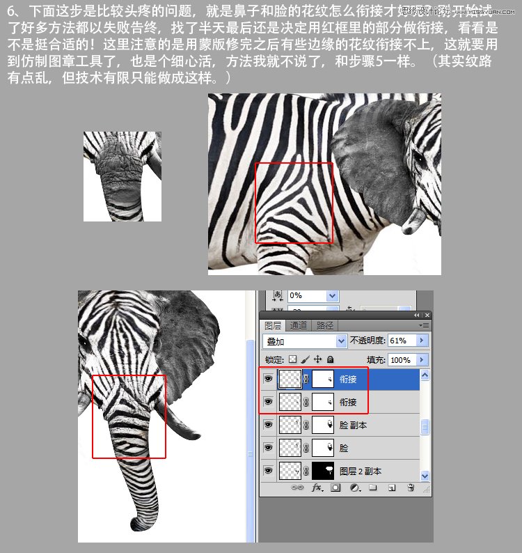 Photoshop合成给斑马照片添加大象脸,PS教程,图老师教程网