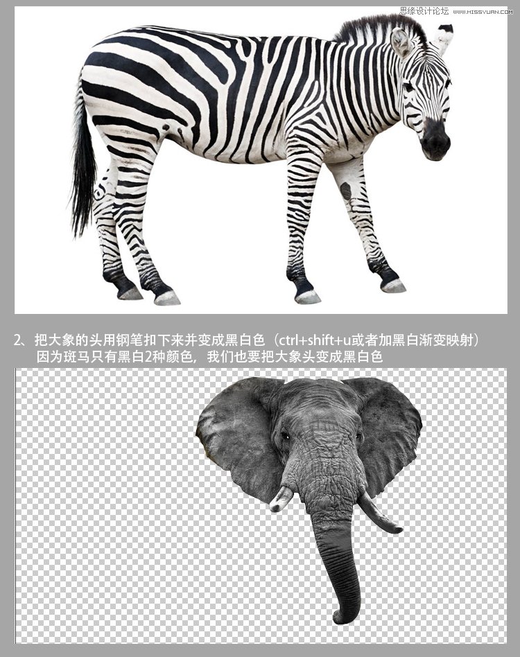 Photoshop合成给斑马照片添加大象脸,PS教程,图老师教程网