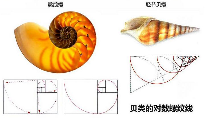 完美设计中的比例分割,PS教程,图老师教程网