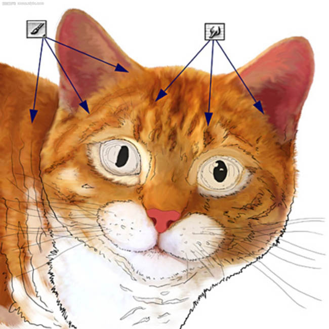 Photoshop鼠绘教程：绘制逼真的可爱猫咪,PS教程,图老师教程网