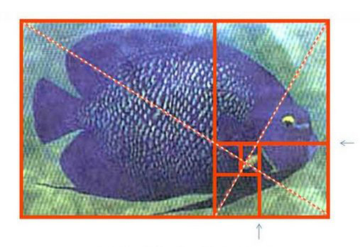 完美设计中的比例分割,PS教程,图老师教程网